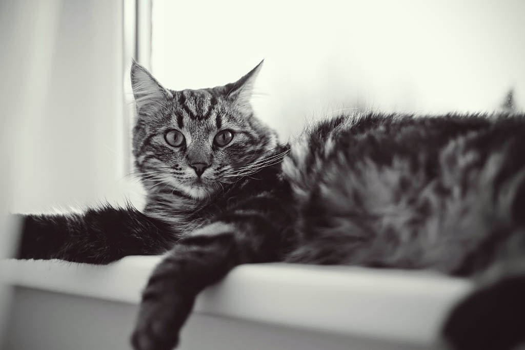 Recently, only cat pictures