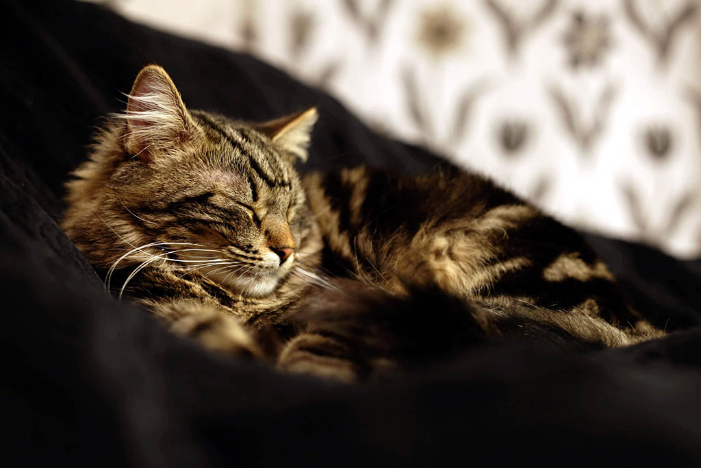 Sleepy