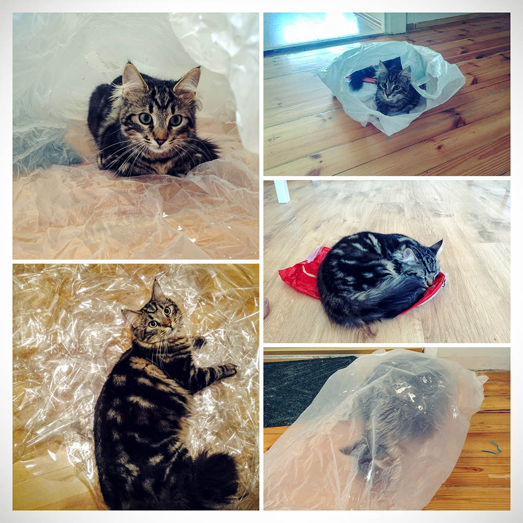 Kitty and plastic bags