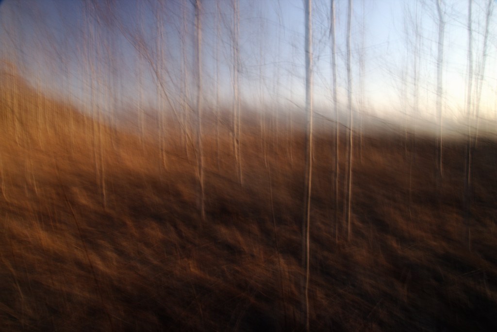 Õrnad puud. Photo Tauno Erik