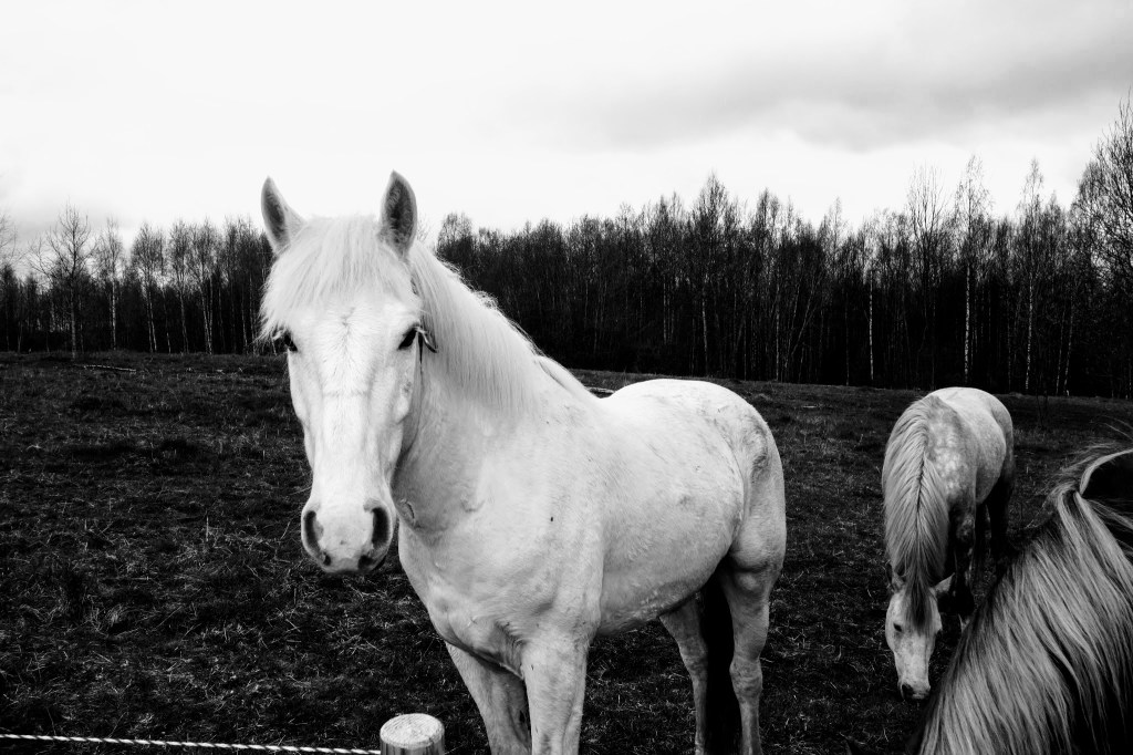 Valge hobune. Photo: Tauno Erik