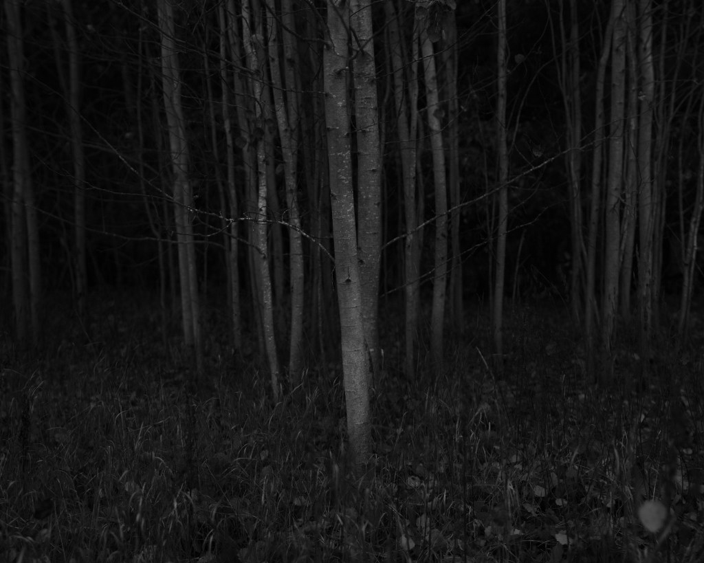 Haavapuud. Photo: Tauno Erik