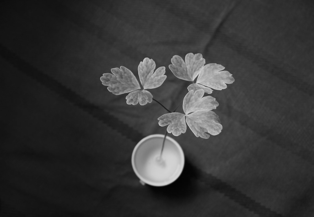 Harilik kurekell. Photo Tauno Erik