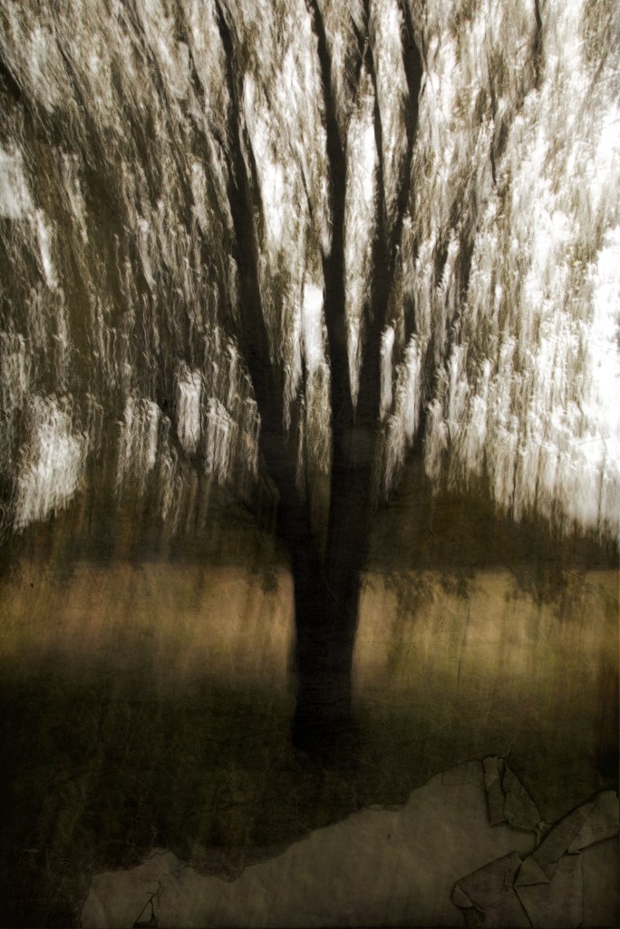 Hingepuu. Photo Tauno Erik