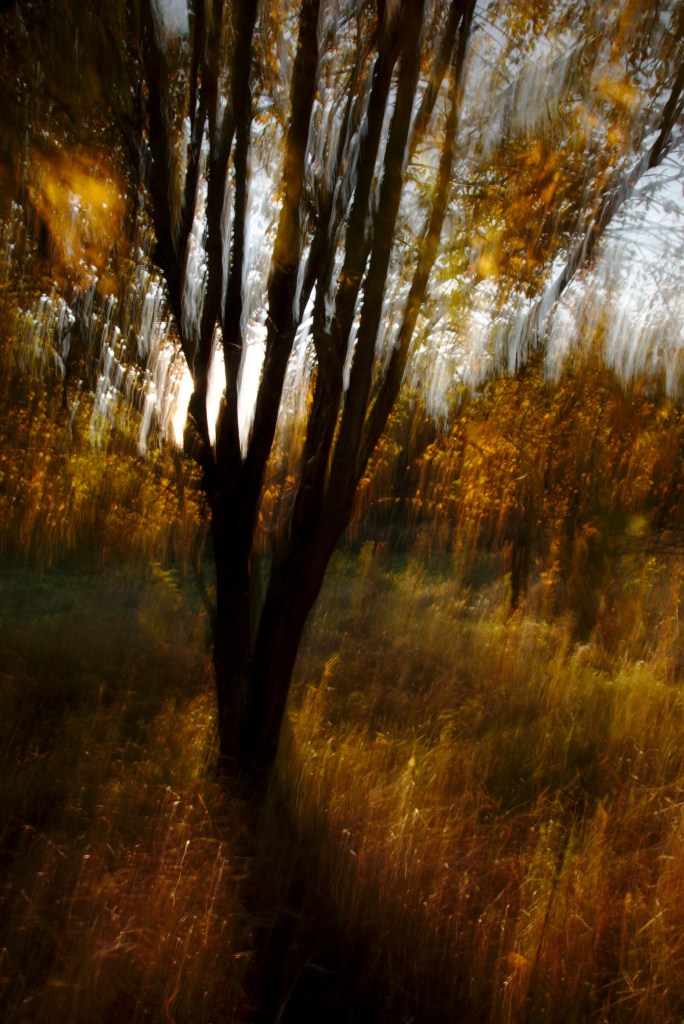 Inglitepuu. Photo Tauno Erik