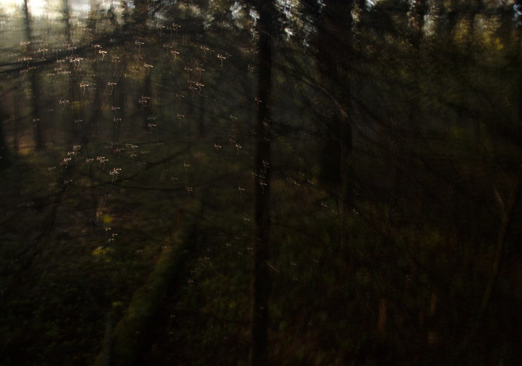 Jõulud. Photo Tauno Erik