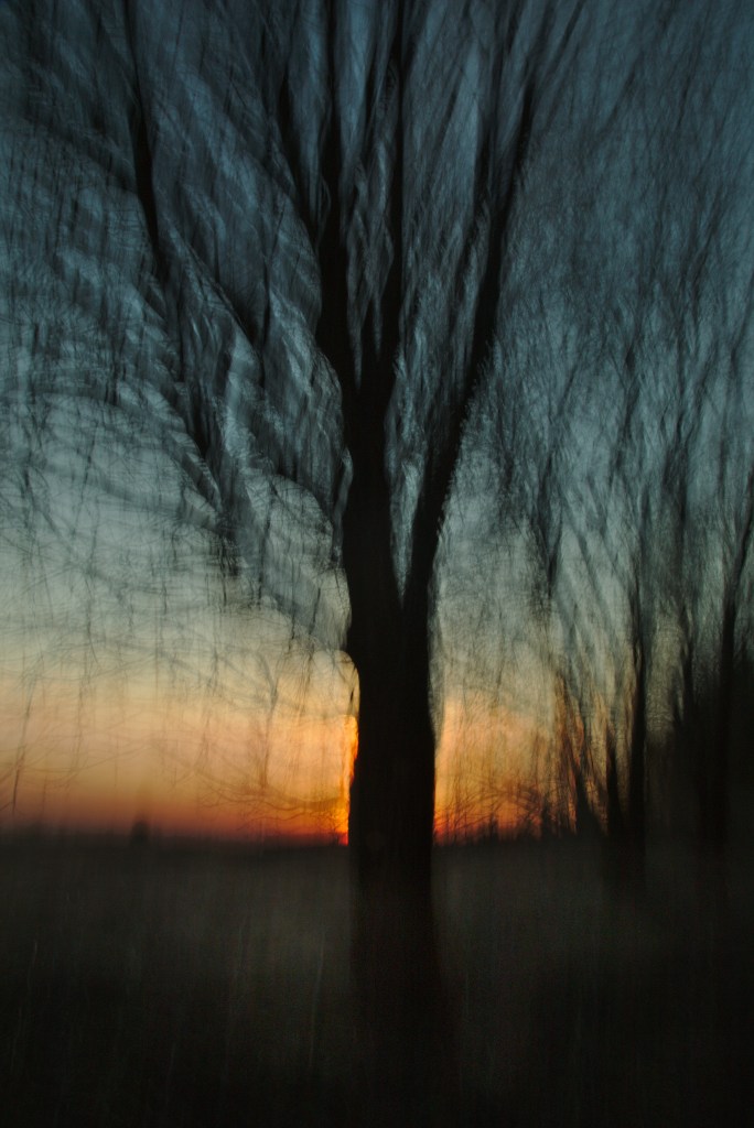 Kevadpuu. Photo Tauno Erik