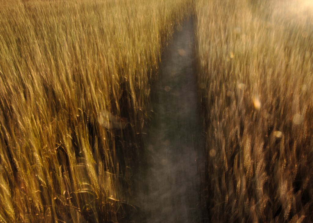 Kuldne. Photo Tauno Erik