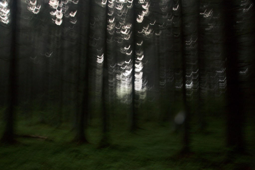 Linnud. Photo: Tauno Erik