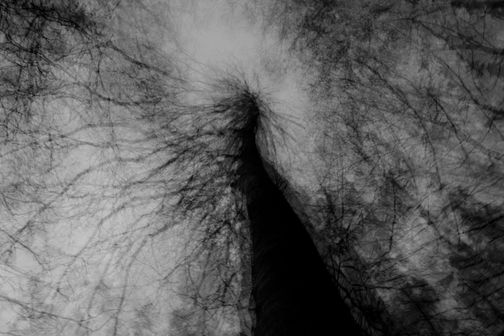 Must puu. Photo Tauno Erik