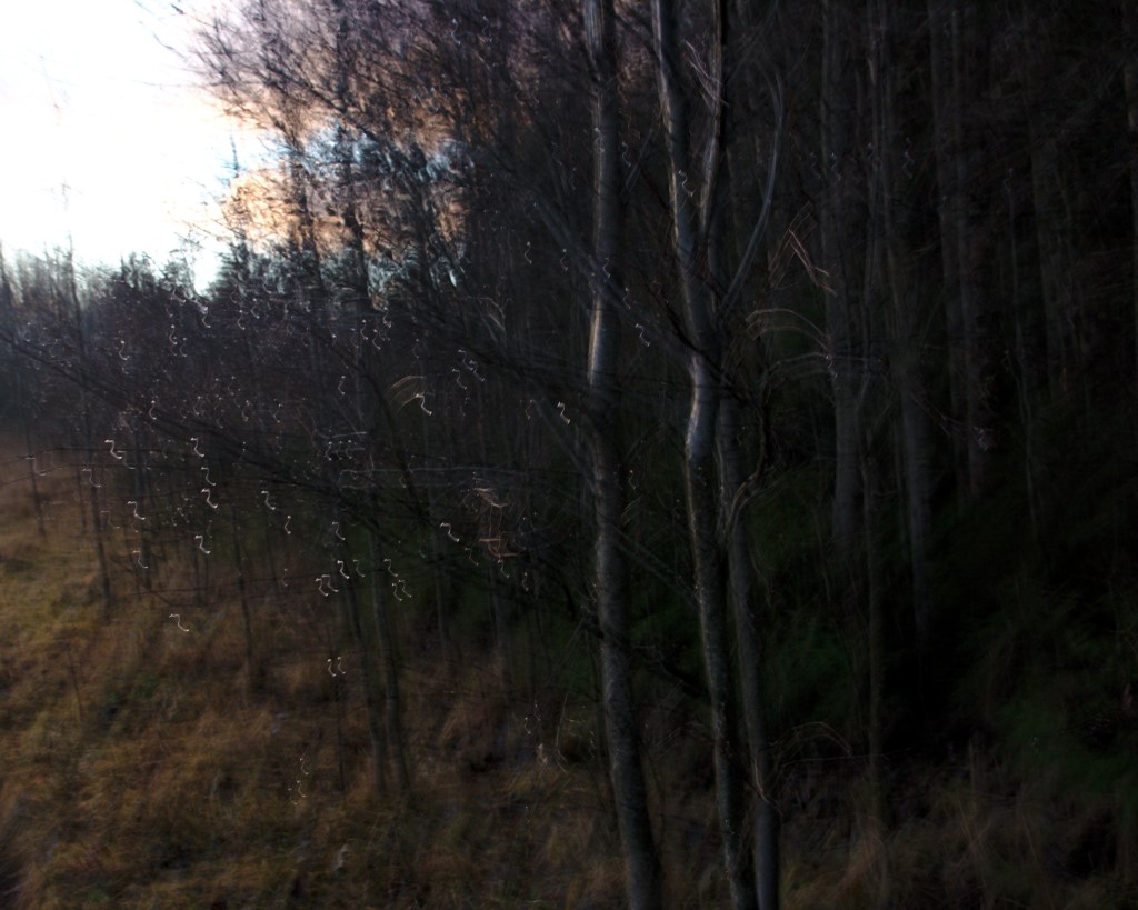 Jaanimardikad. Photo Tauno Erik