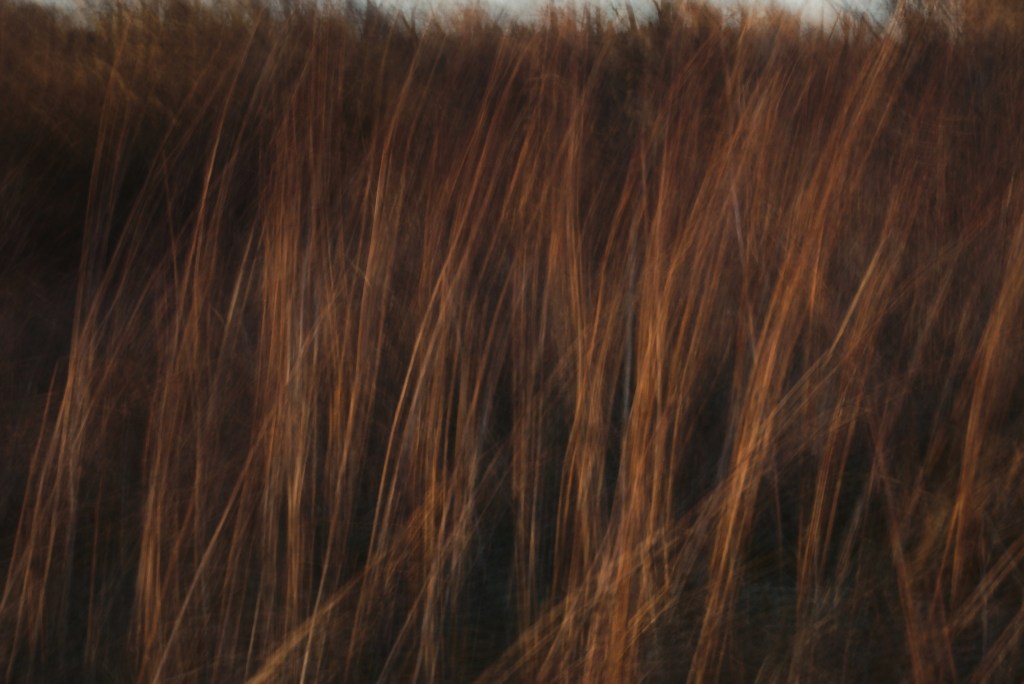 Grass. Photo: Tauno Erik