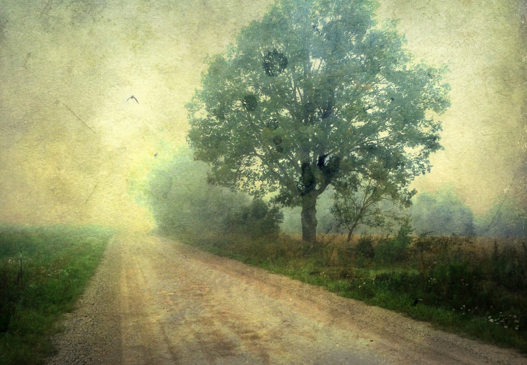 Tee ja puu. Photo Tauno Erik