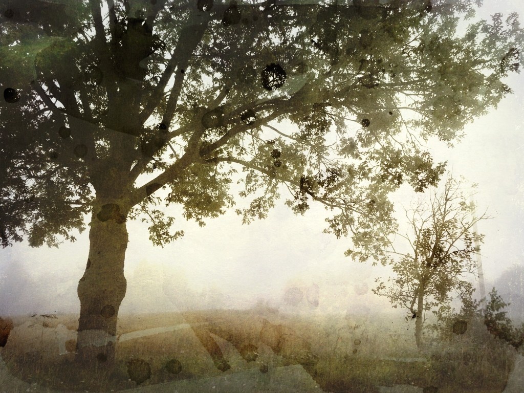 Hommik. Photo Tauno Erik