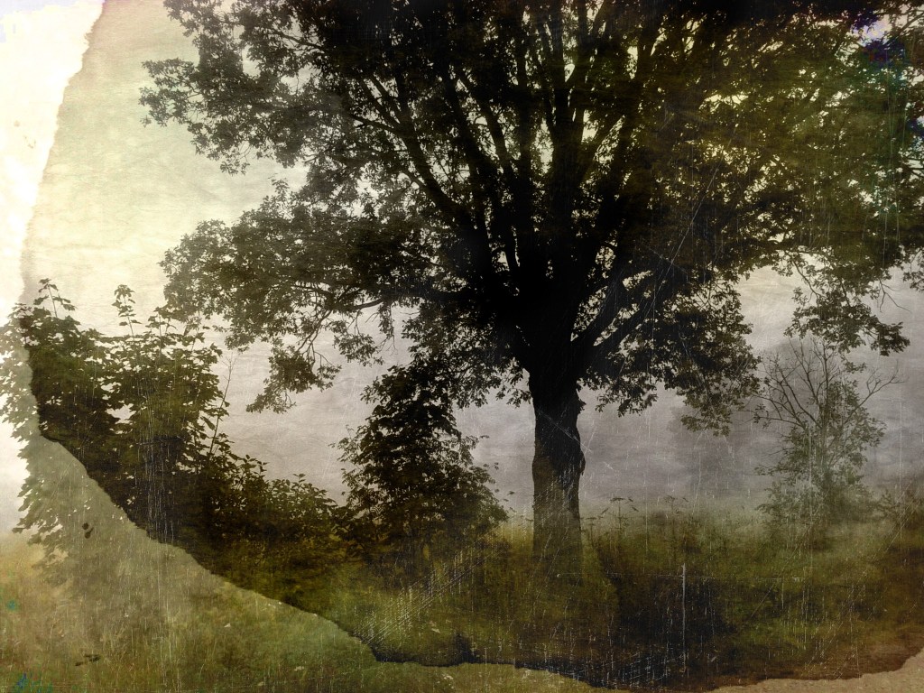 Tamm. Photo Tauno Erik