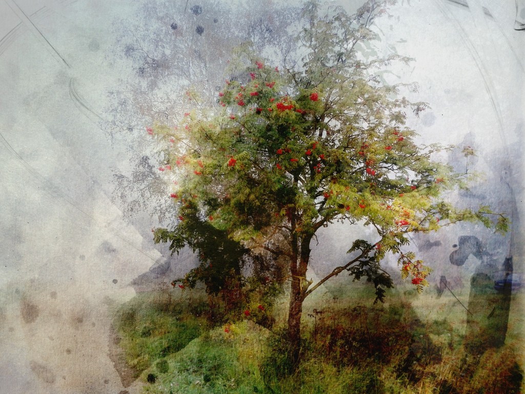 Pihlakas. Photo Tauno Erik