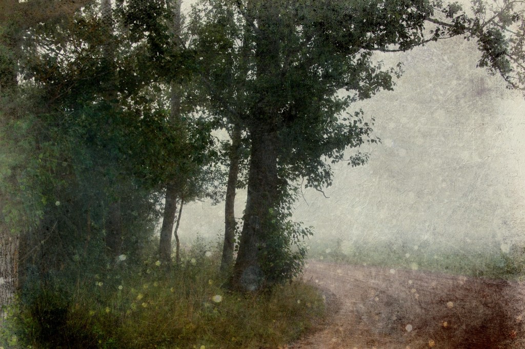 Nurgapealne puu. Photo Tauno Erik