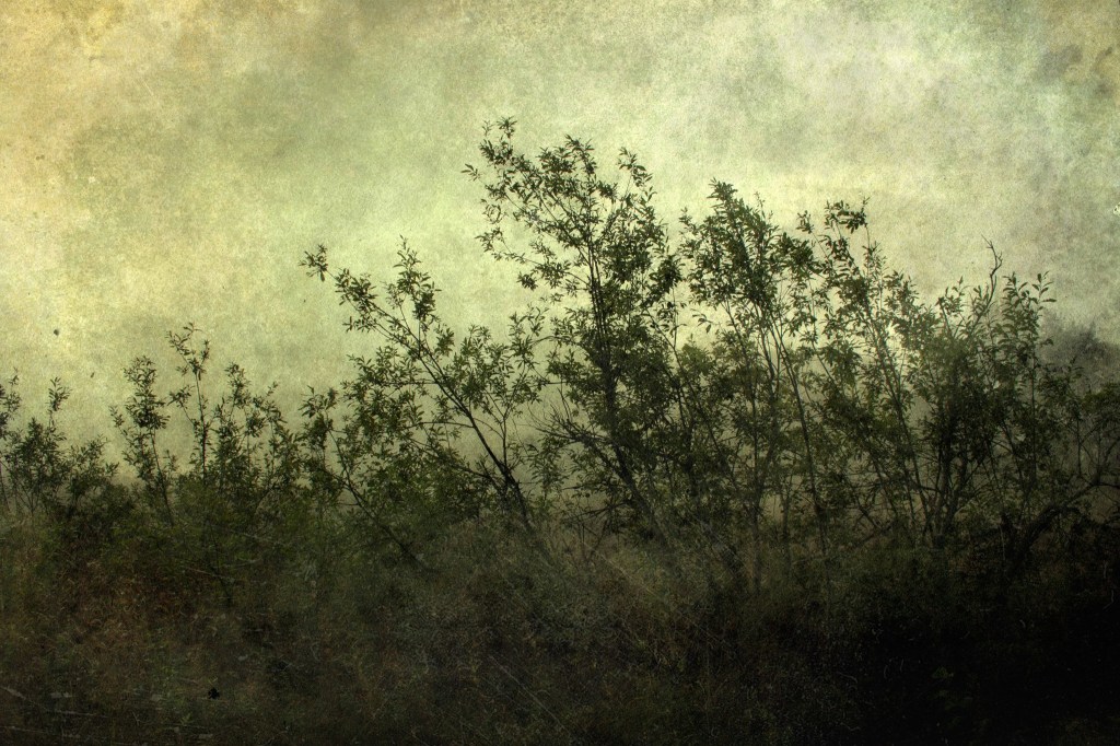 Kollakasroheline. Photo Tauno erik