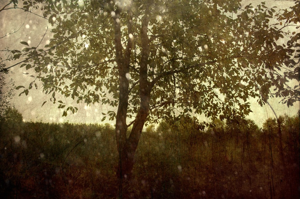 Kaheharuline. Photo Tauno Erik