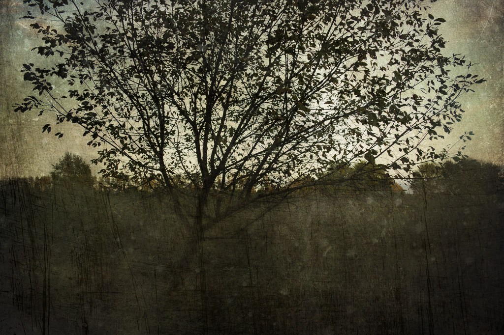 Haruline. Photo Tauno Erik