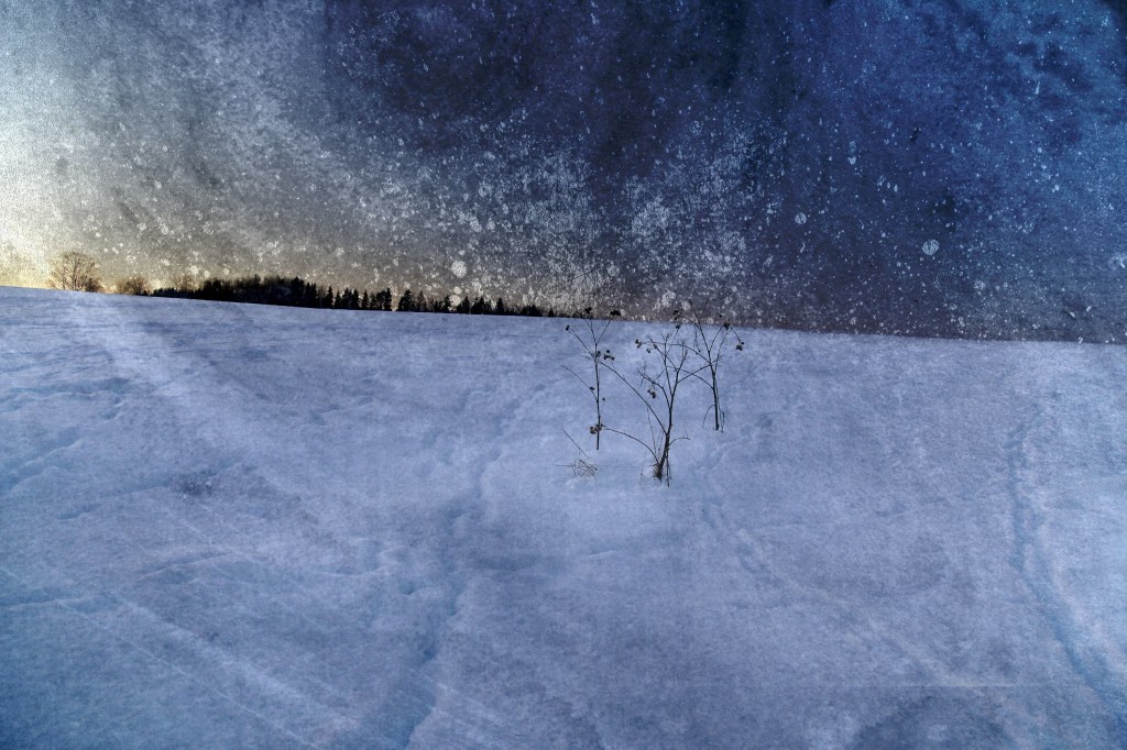 Linnutee. Photo Tauno Erik