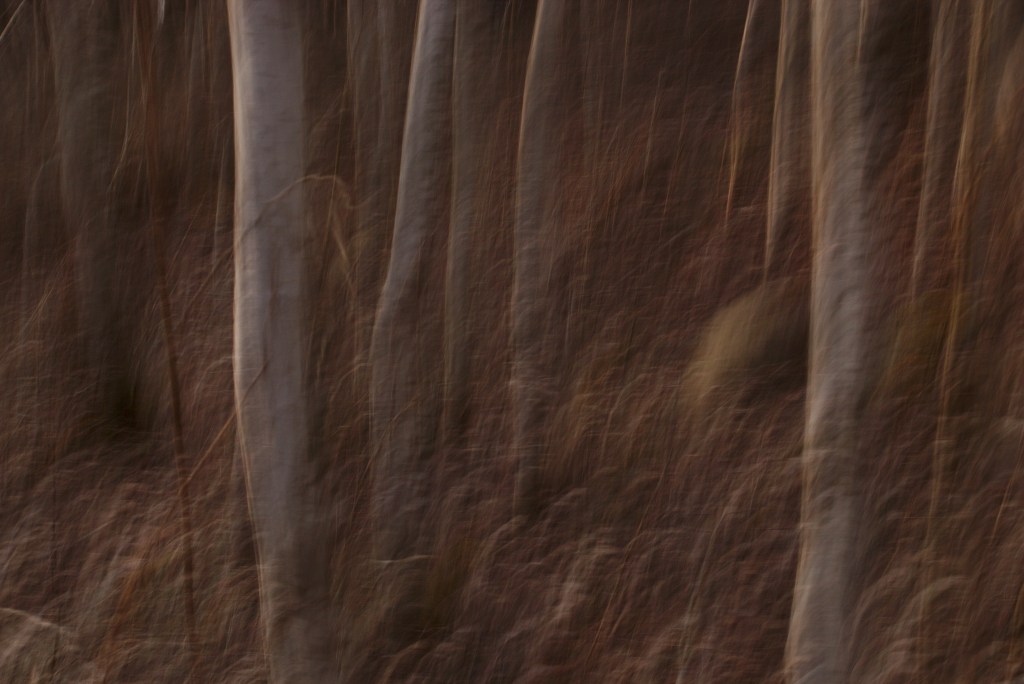 Tekstuur. Photo Tauno Erik