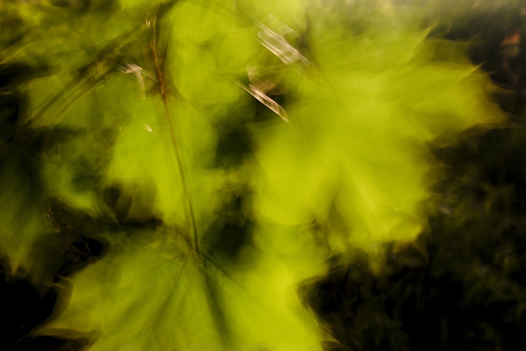 Roheline valgus. Photo Tauno Erik