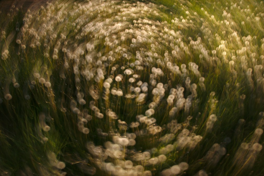 Valged. Photo Tauno Erik