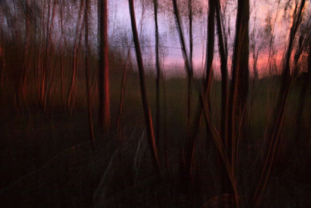 Väänduvad puud. Photo Tauno Erik