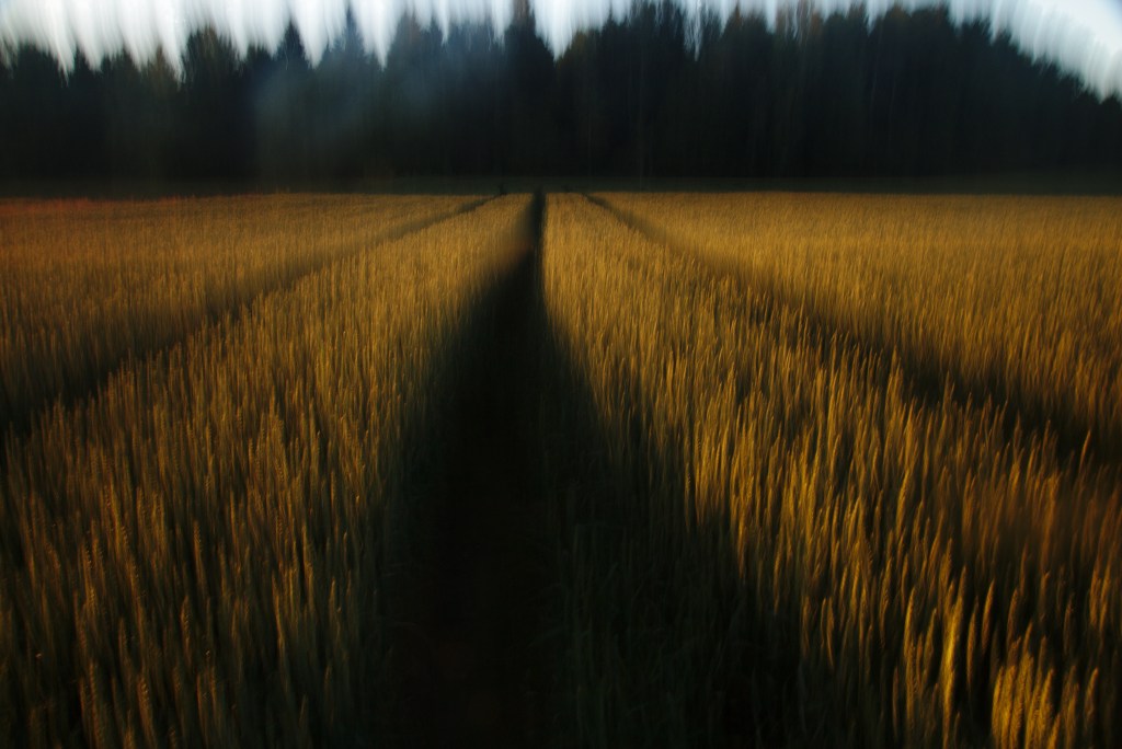 Viljapõld. Photo Tauno Erik