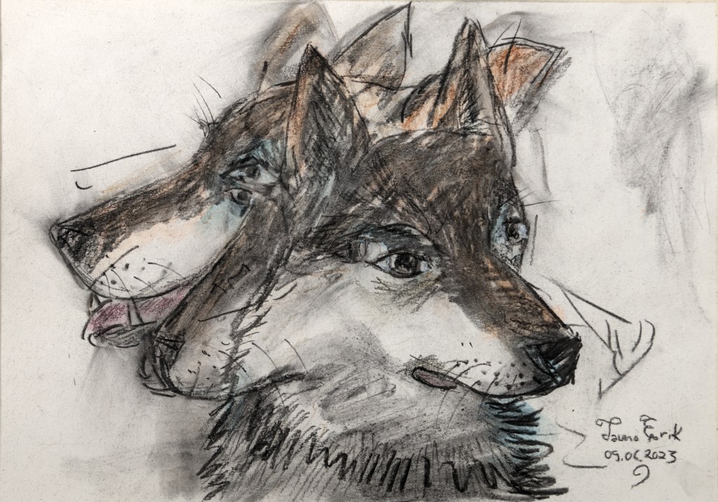 Dog, Tauno Erik, 2023